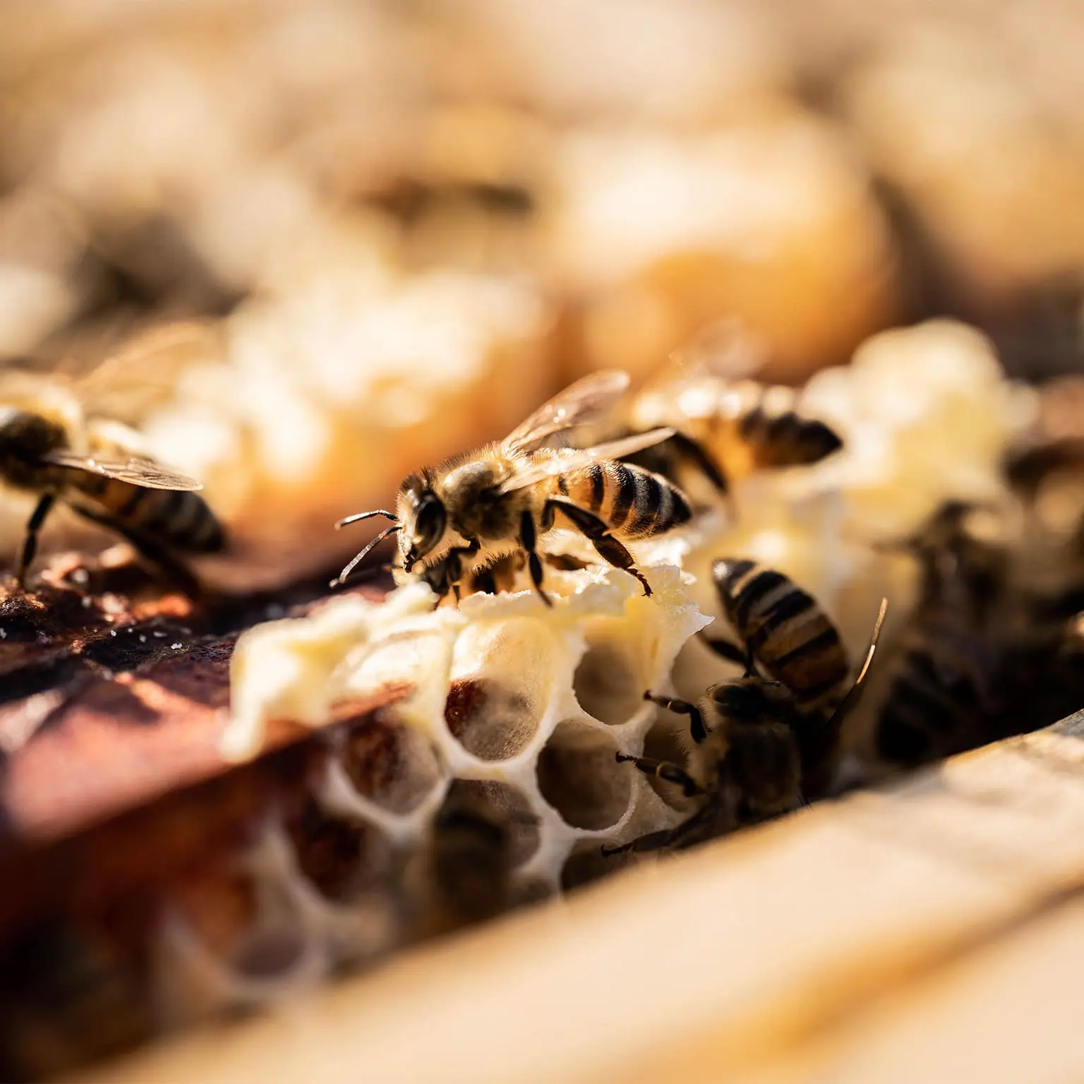 budgie-studio-photographe-mouscron-lille-04